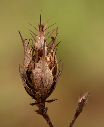 Blepharis subvolubilis image