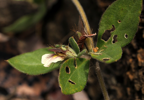 Blepharis maderaspatensis image