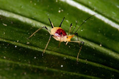 Macrosiphum lilii