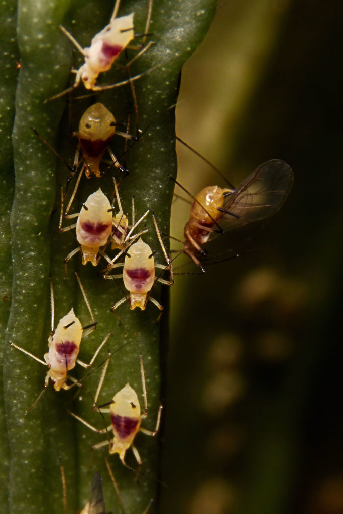 purplespotted lily aphid