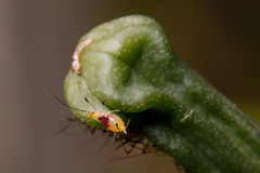 Macrosiphum lilii