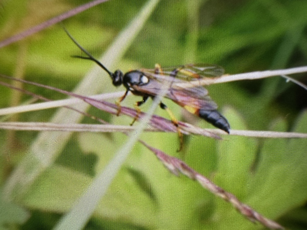 Spilichneumon ammonius