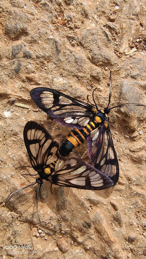 Phacusa birmana