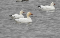 Anser caerulescens × rossii