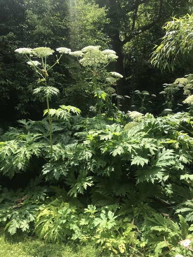 Giant Hogweed