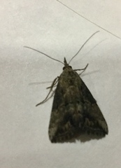 Hypena scabra