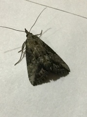 Hypena scabra