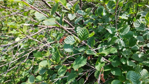 Alnus alnobetula, photograph 3