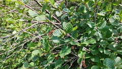 Alnus alnobetula, photograph Jean Jacques Godon, CC BY, iNaturalist via GBIF