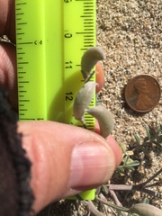 Astragalus aridus