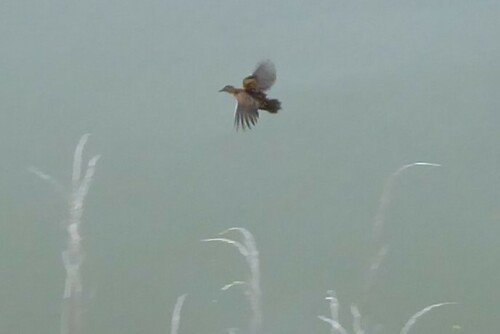Baillon's Crake (Zapornia pusilla), photo 10