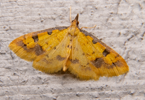 Choristostigma zephyralis photo 4