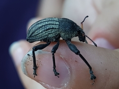 Psapharus ruficornis