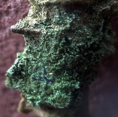 Cladonia parasitica