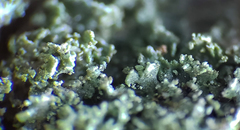 Cladonia parasitica