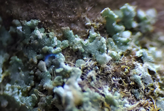 Cladonia parasitica
