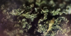 Cladonia parasitica