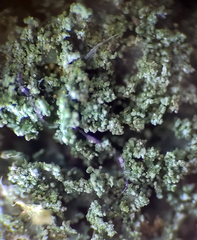 Cladonia parasitica