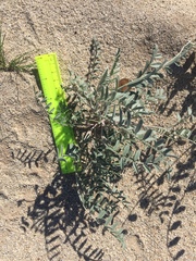 Astragalus aridus