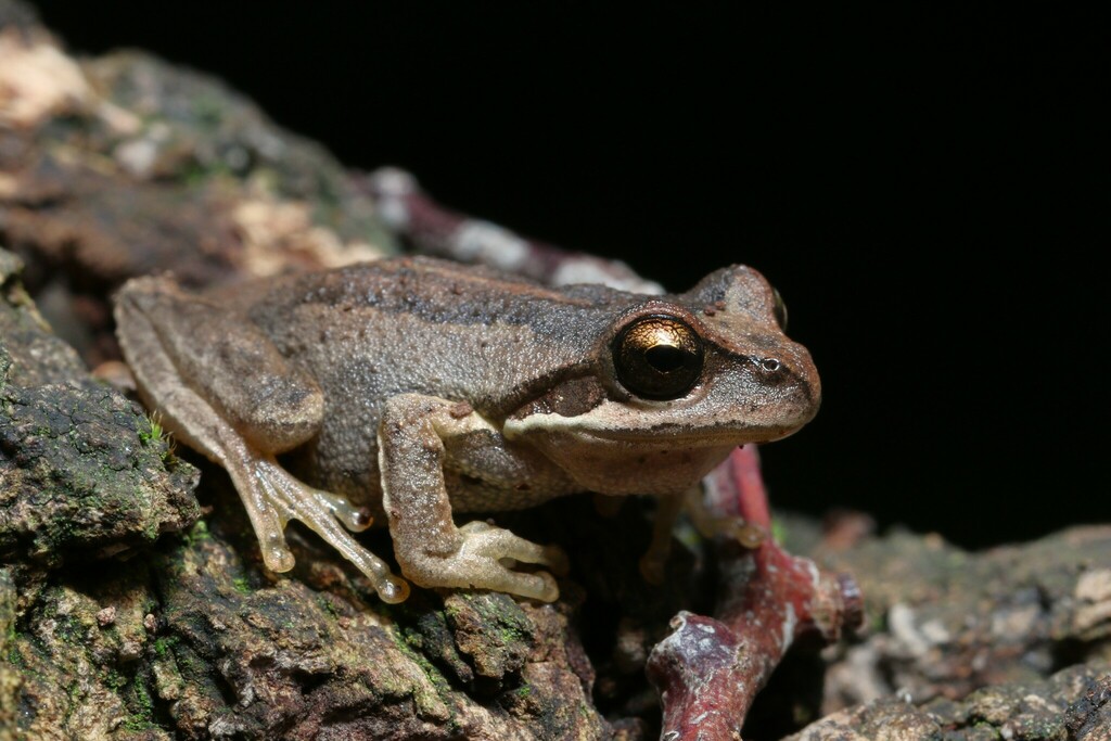 Plains Tree Frog