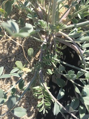 Astragalus lentiginosus borreganus
