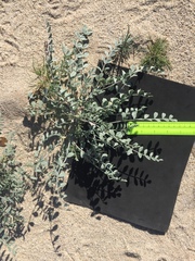Astragalus lentiginosus borreganus