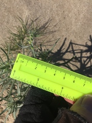 Johnstonella costata