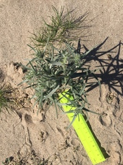 Johnstonella costata