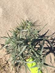 Johnstonella costata