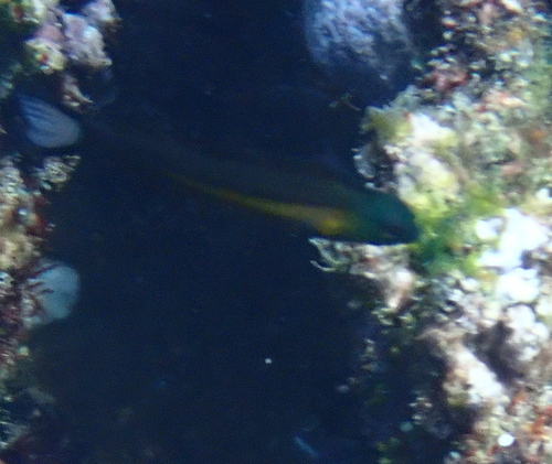 Bundoon fangblenny (Meiacanthus bundoon) — Blenniidae