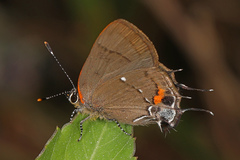 Electrostrymon angelia