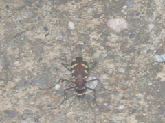 Cosmodela setosomalaris