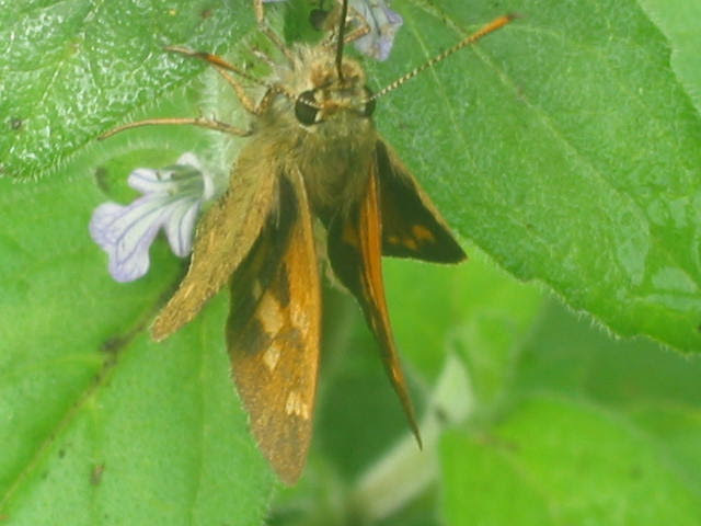 Ochlodes sagitta