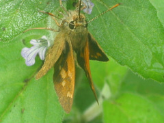 Ochlodes sagitta