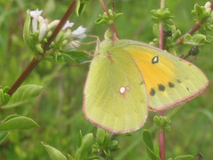 Colias fieldii