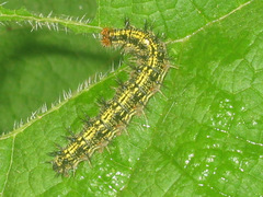 Aglais urticae chinensis