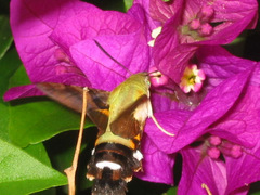 Macroglossum bombylans