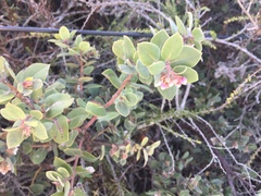 Arctostaphylos morroensis
