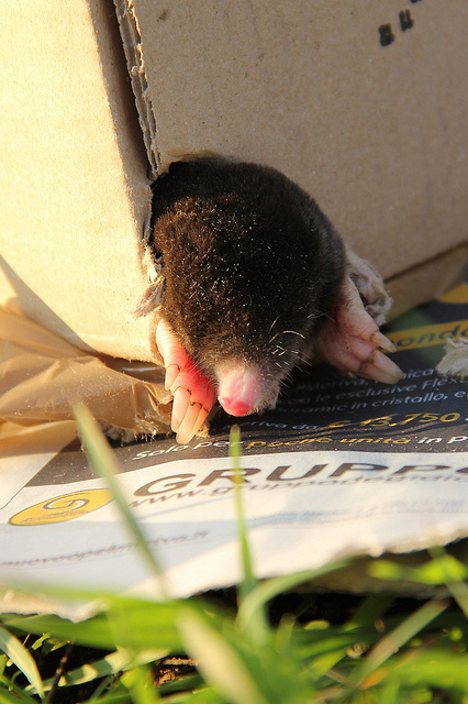 Roman Mole