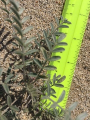 Astragalus aridus