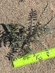 Astragalus aridus