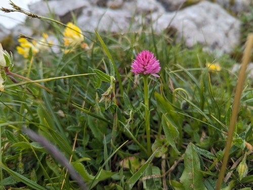 Austrian gymnadenia (Gymnadenia archiducis-joannis)