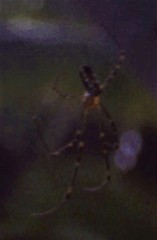 Trichonephila antipodiana