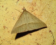 Epidesmia hypenaria