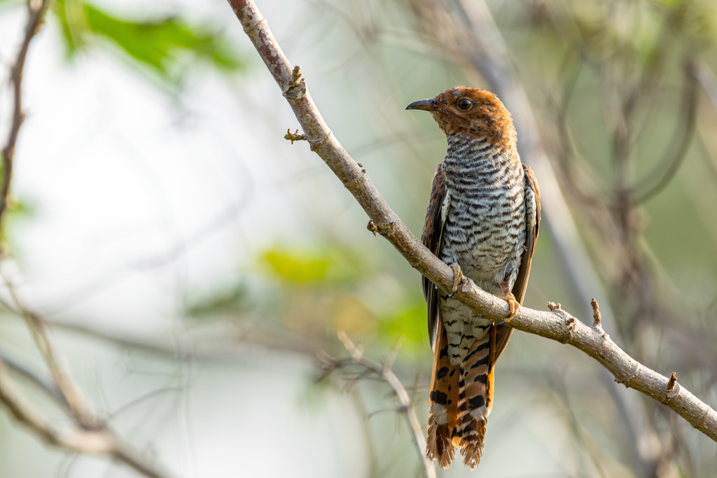 Gray-bellied Cuckoo photo