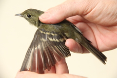 Empidonax flaviventris