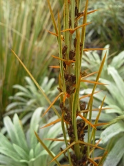 Aciphylla crenulata