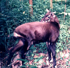 Saola photo 2