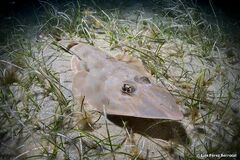 Common Guitarfish photo 5