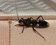Acanthaspis obscura